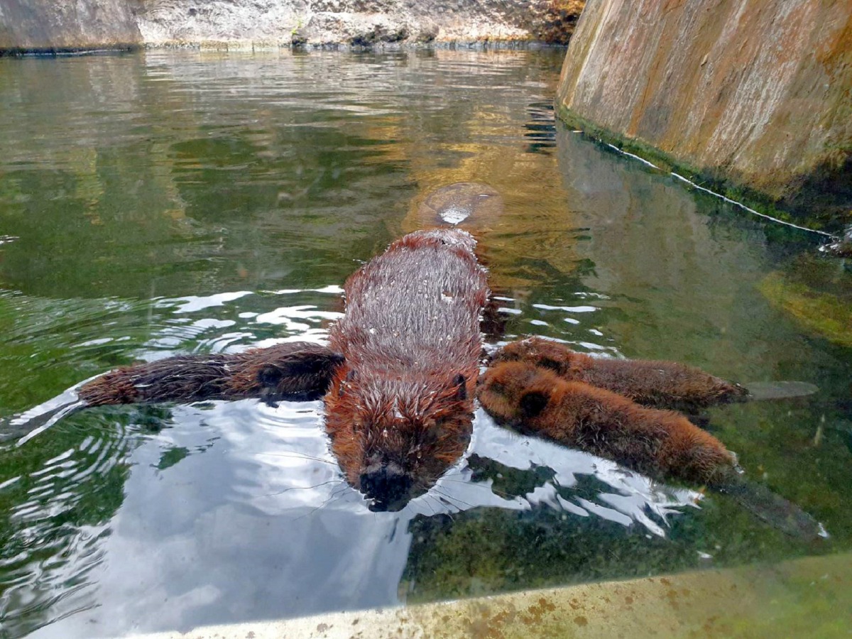 河狸寶寶們會咬著爸爸「羅賓」的毛,跟在旁邊一同滑水。吳佳昱/攝