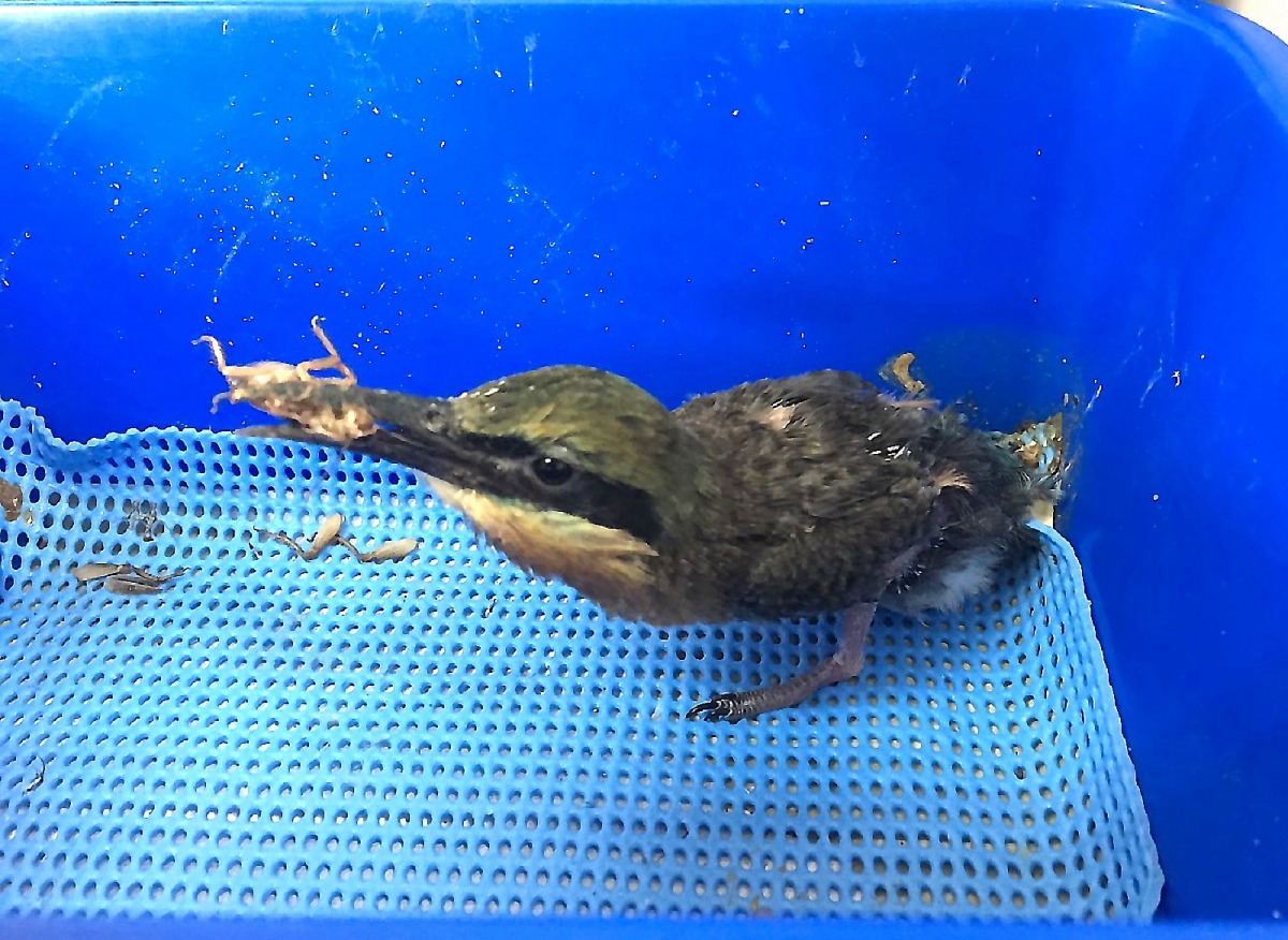 今年撿拾的62顆「棄蛋」中，人工孵出24隻雛鳥，目前有一半的個體穩定成長中。台北市立動物園/提供