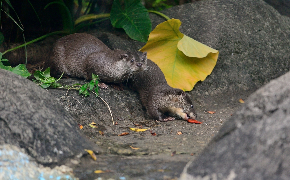 「金莎」教寶寶抓魚(左「金莎」、右寶寶)。台北市立動物園/提供
