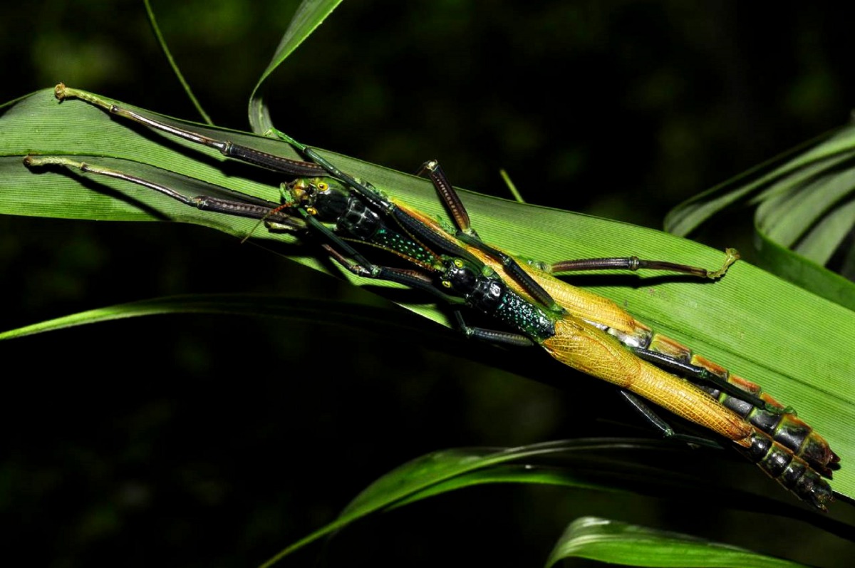 「津田氏大頭竹節蟲」雄蟲（上）的體型較雌蟲（下）小。台北市立動物園/提供