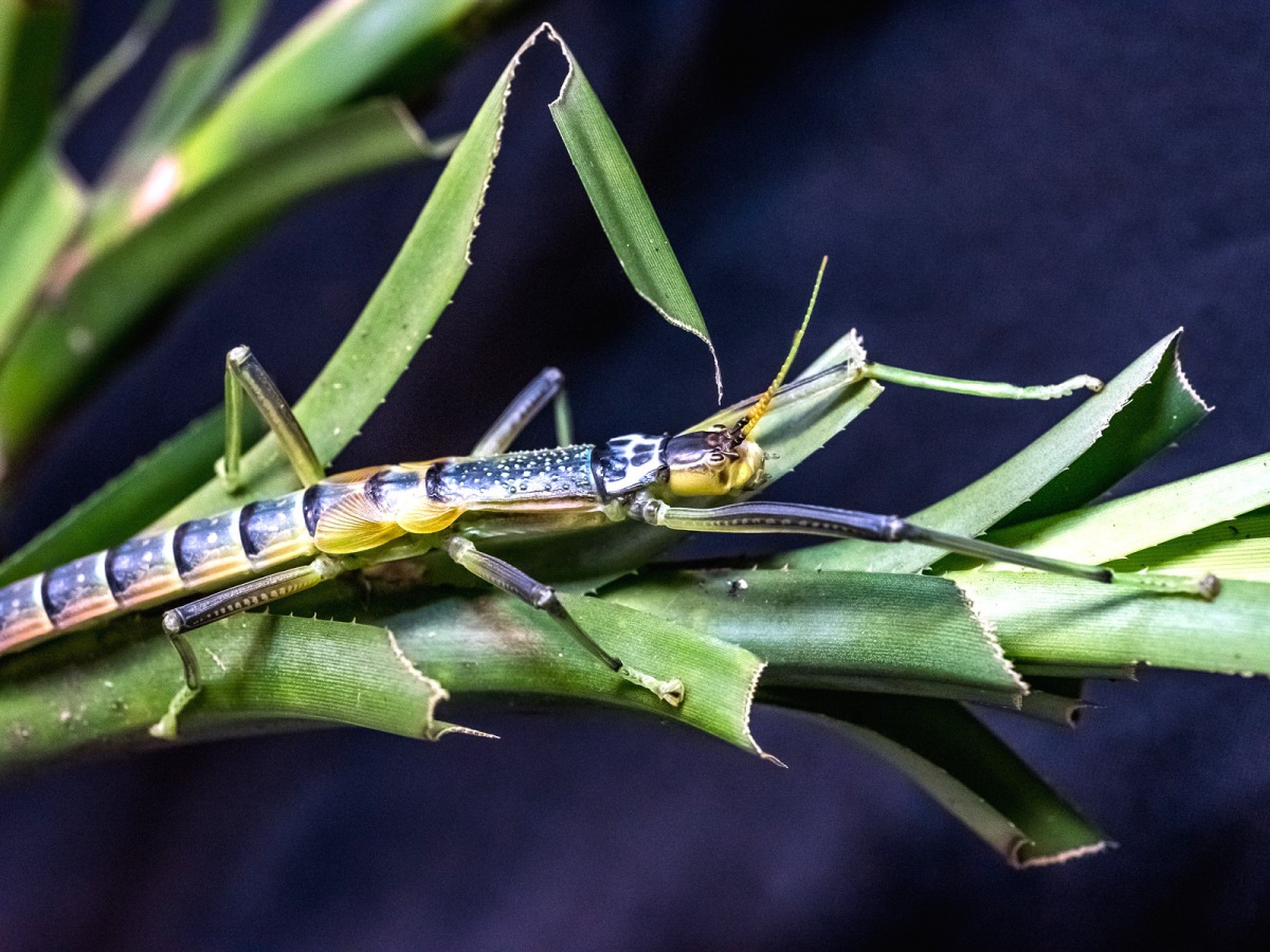 台北市立動物園有一座14年歷史的「昆蟲占卜」,等你來測今日運勢。圖為津田氏大竹節蟲,台北市立動物園/提供