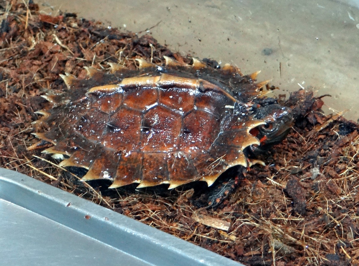 太陽龜寶寶有著招牌的太陽光茫背甲。台北市立動物園/提供