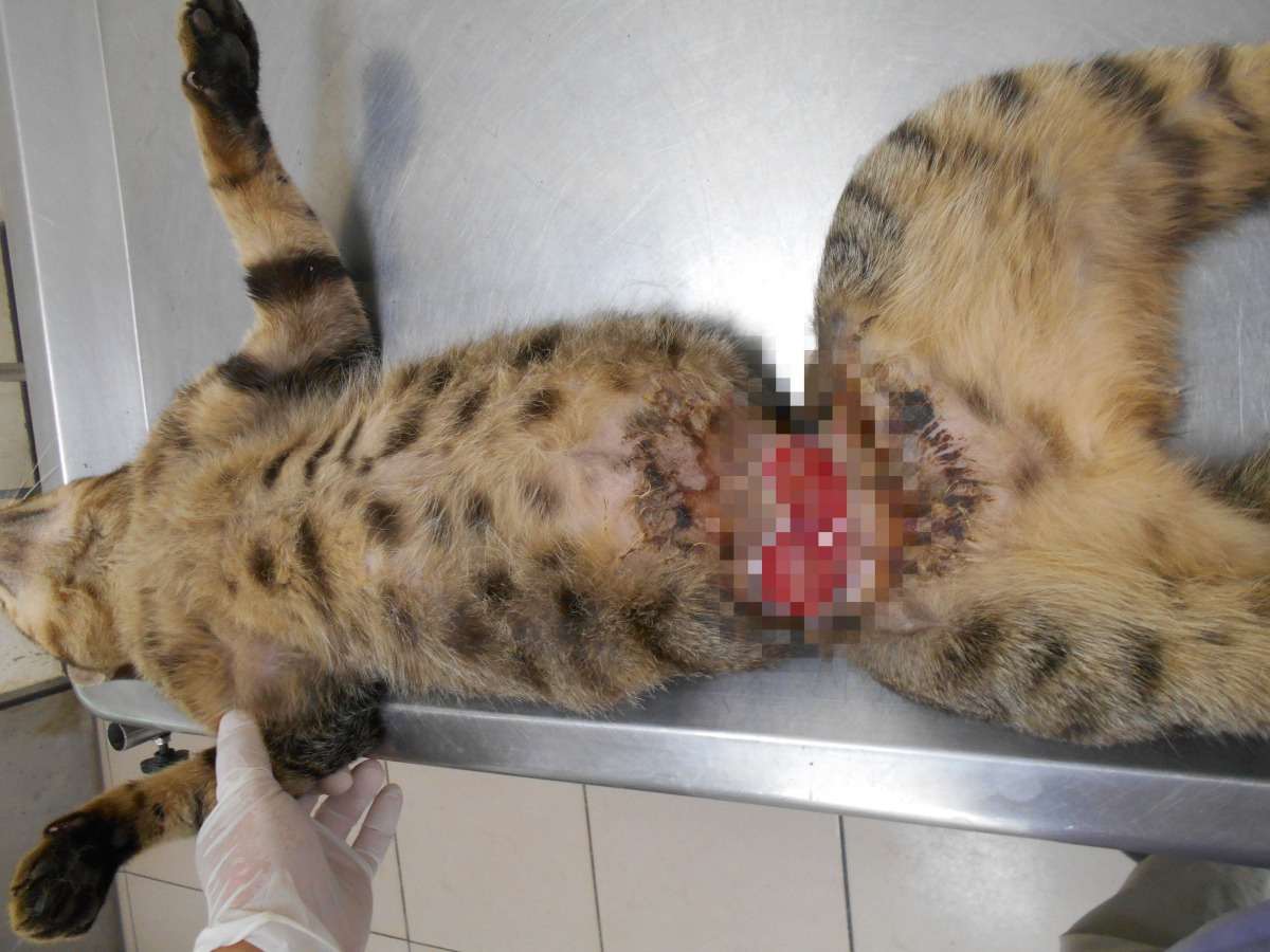 獸醫師發現「胖胖」的腰部有大片傷口，但未找到其它異物。新北市動保處/提供