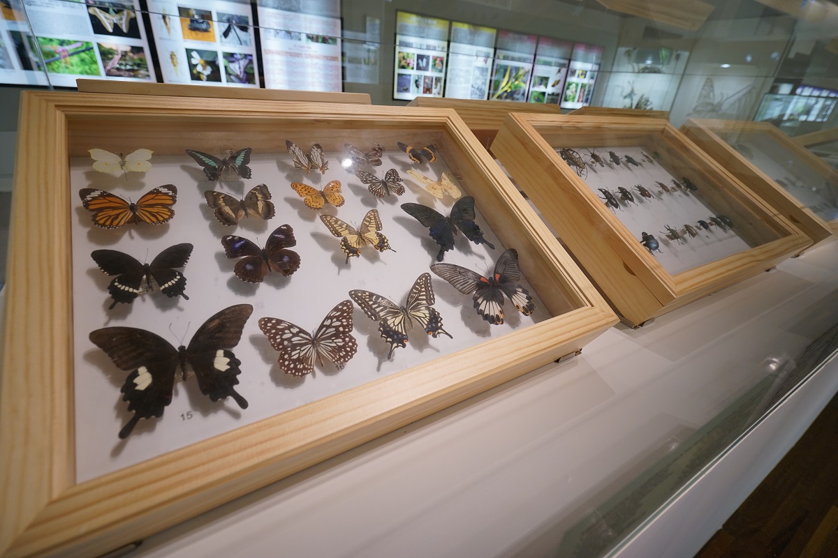 「昆蟲飛行秘技特展」帶民眾從科學的角度，解開昆蟲飛行的奧祕。國立臺灣博物館/提供