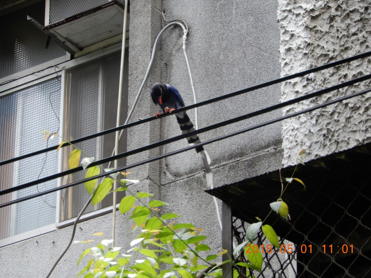 對於台北市內的台灣藍鵲，台北市動保處採取「就地保育」之原則。台北市動保處/提供