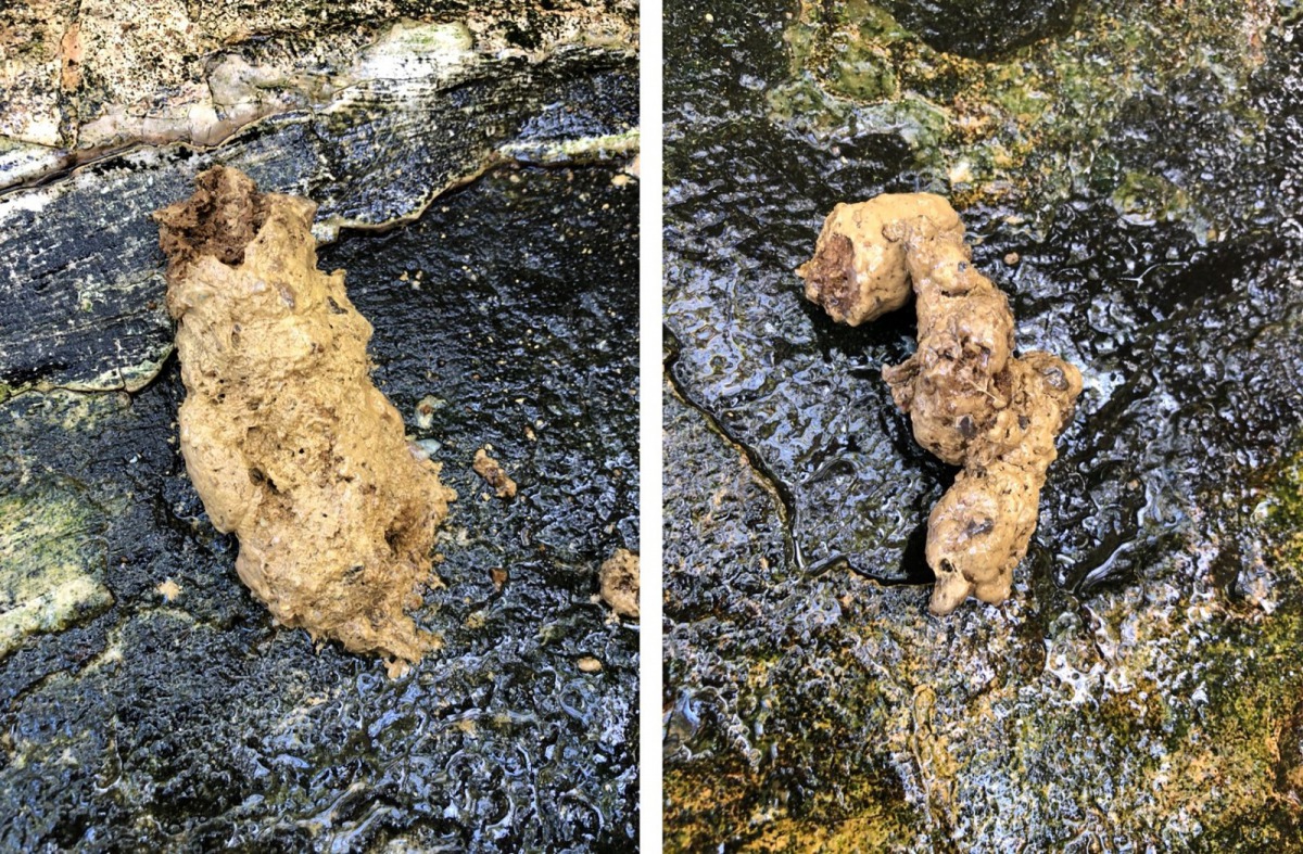 老虎大便能夠治戒酒?不要再相信沒有根據的偏方啦!圖為老虎大便,台北市立動物園/提供