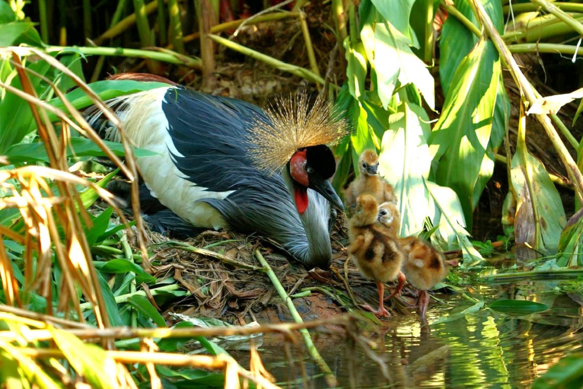 利奇馬颱風離開臺灣後，保育員於8月11日觀察到3隻灰頸冠鶴寶寶順利孵化。詹德川/攝
