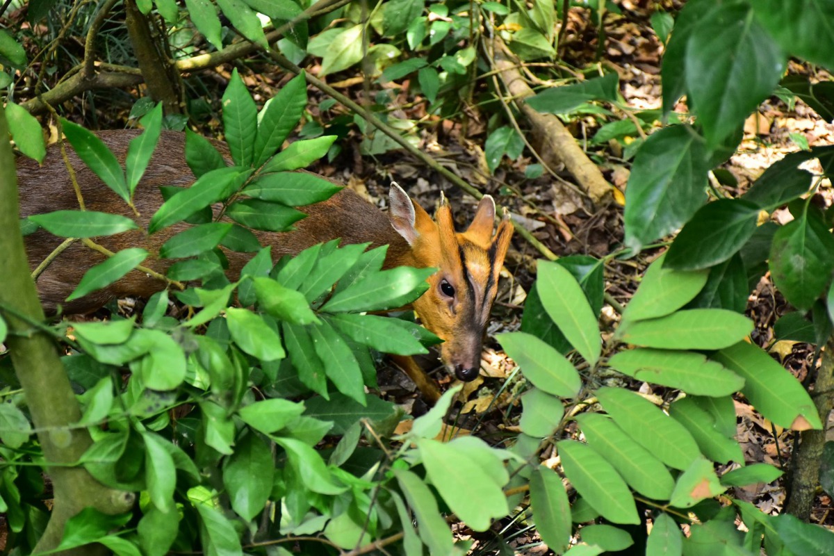 成群的浪犬也讓園區內野生動物的生存受到威脅，山羌遭受攻擊的事件時有所聞。資料照，林先生/提供