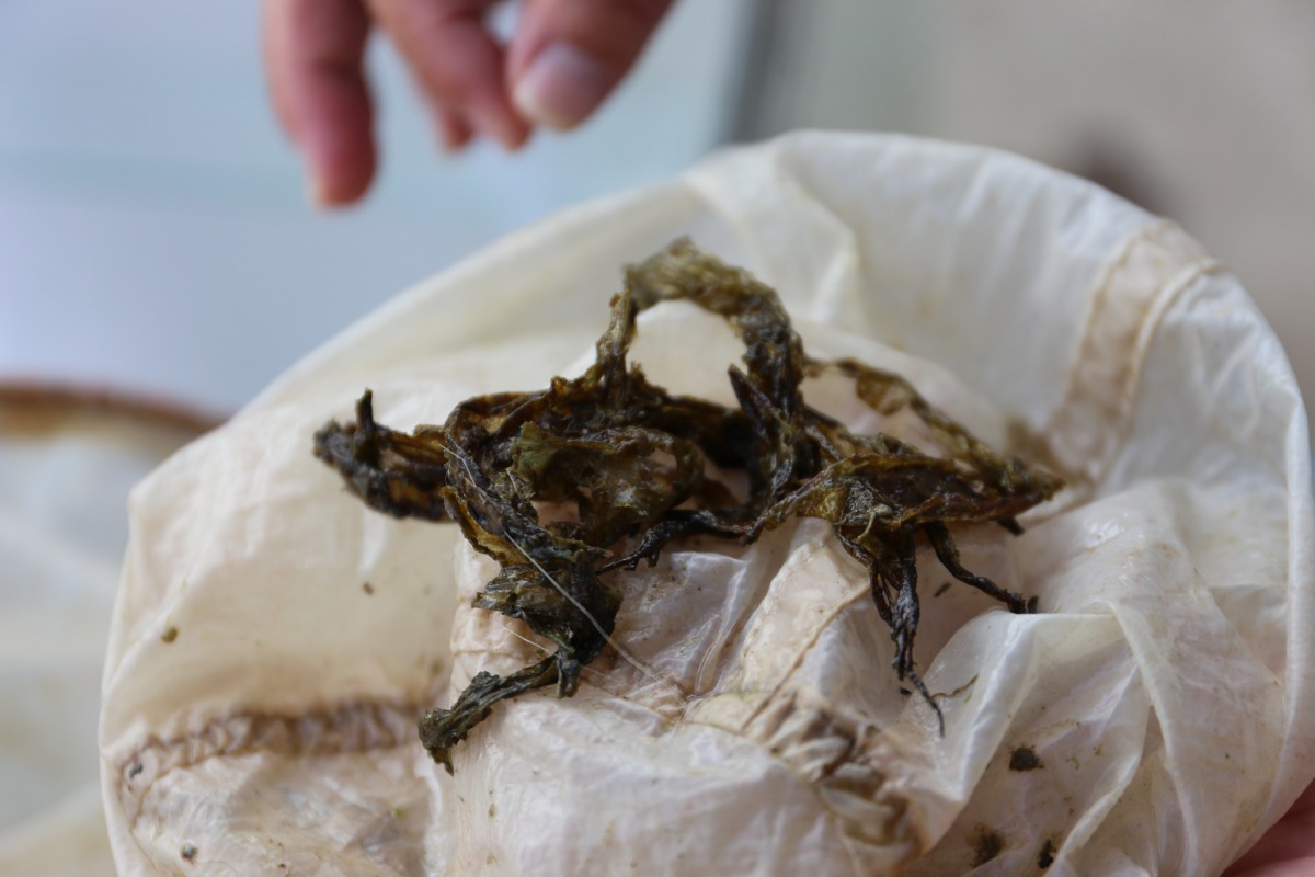 綠蠵龜「小紅」在收容期間連續7天排出塑膠垃圾,所排出的塑膠垃圾與海草外觀極為相似。金門縣建設處/提供