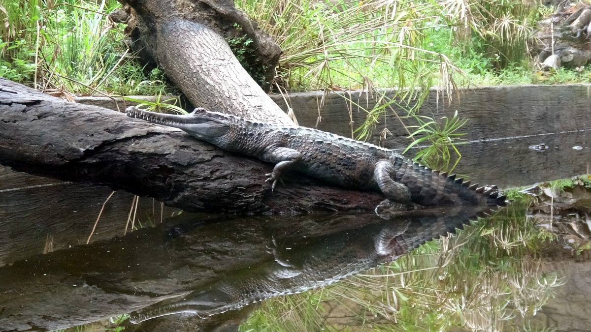 馬來長吻鱷夏天不是漂浮在水面,就是在淺水處休息曬太陽。台北市立動物園/提供