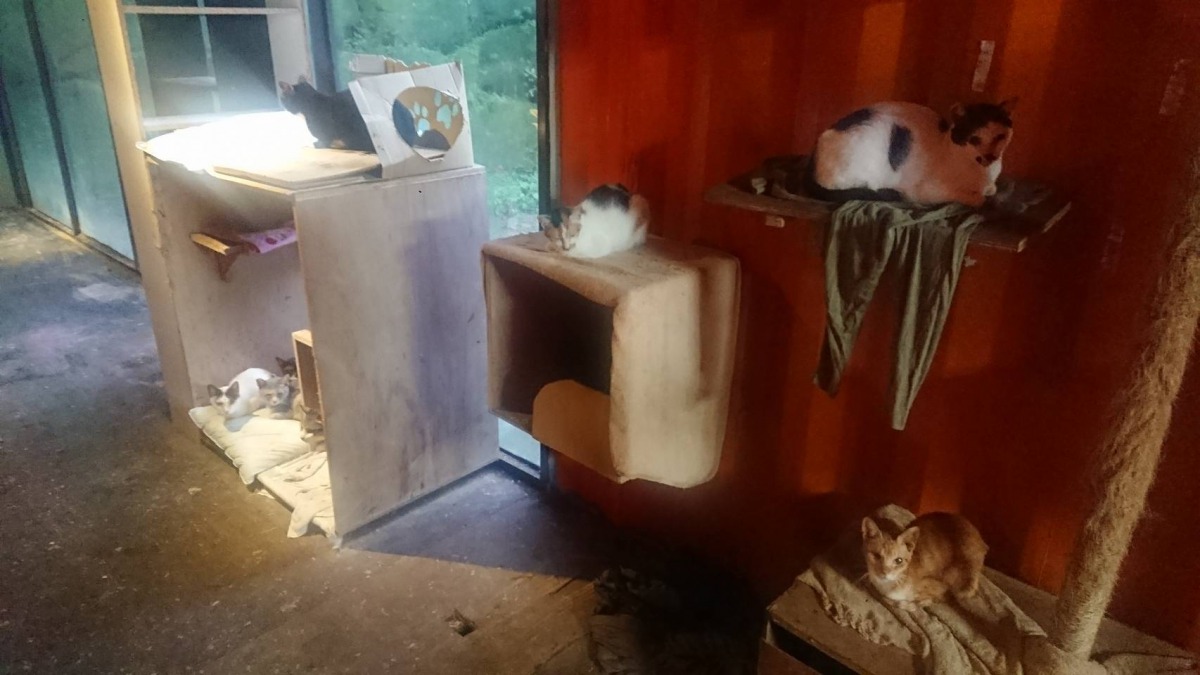 81隻貓在貨櫃屋內自由活動。新北市動保處/提供