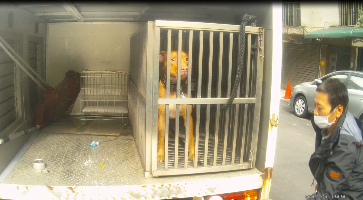 這隻比特公犬年僅2歲,雖然會攻擊其它犬隻,但十分親人,法院判決後將開放認養。基隆動保所/提供