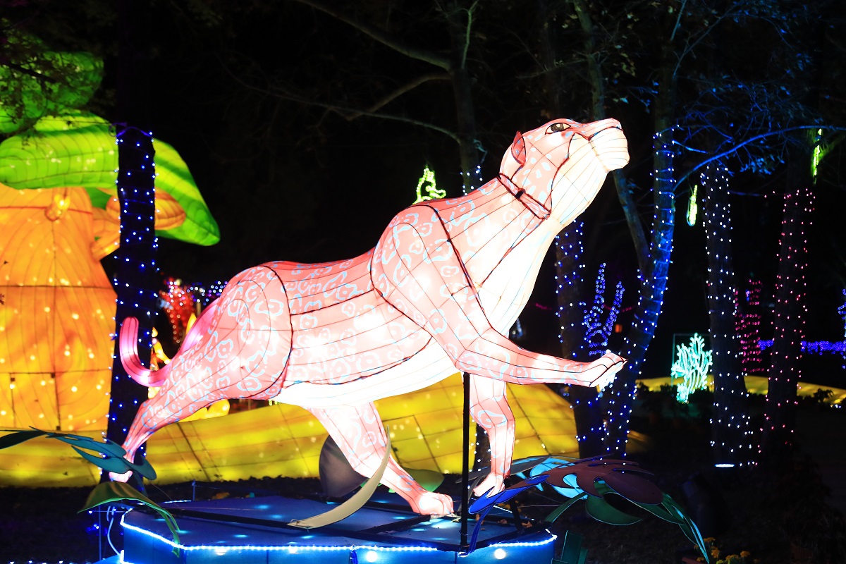 固定時間就會舞動的美洲豹將與遊客來場叢林電音趴。台中市觀光旅遊局/提供