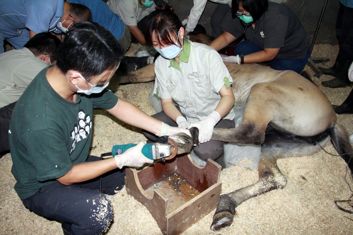 蒙古野馬健檢，圖為動物園團隊為蒙古野馬修蹄。郭俊成/攝