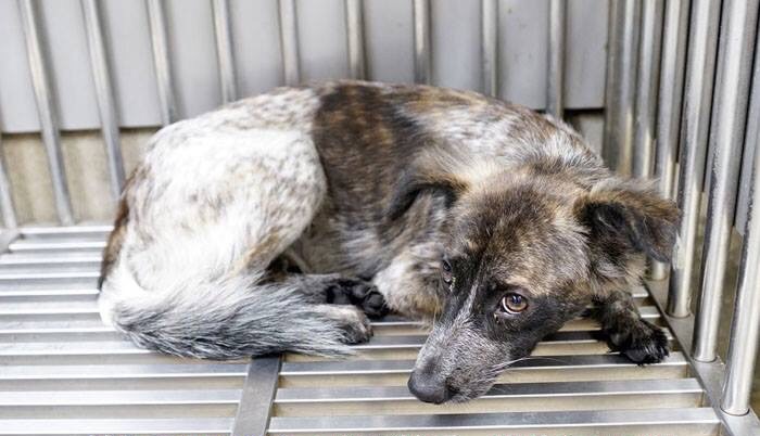 默默一開始對人充滿警戒與不信任。新北市動保處/提供