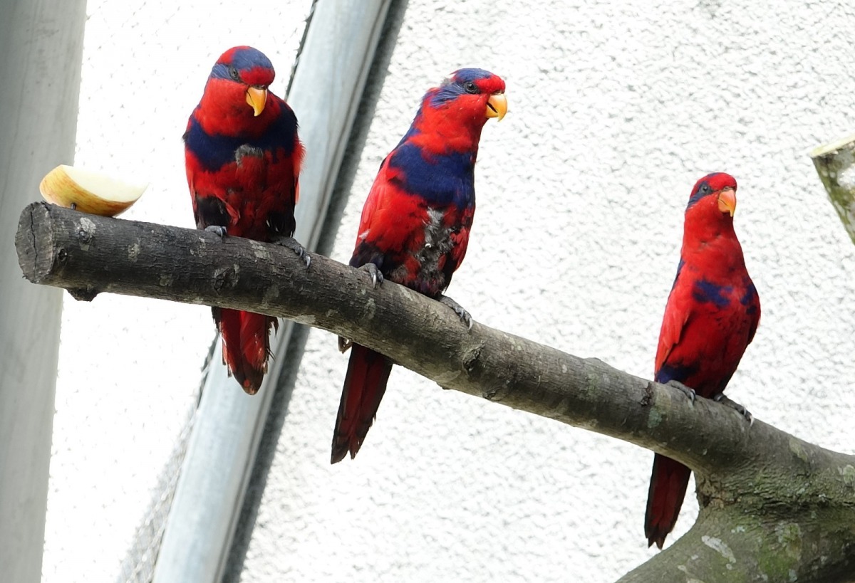   目前臺北市立動物園共有八隻紅藍吸蜜鸚鵡，數量竟已是全球動物園人工圈養個體數之冠。台北市立動物園/提供