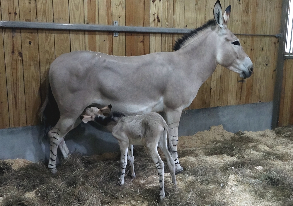 「Novelli（諾韋利）」出生後，每天跟在媽媽身旁，很努力的吃好吃飽讓自己快快長大。台北市立動物園/提供