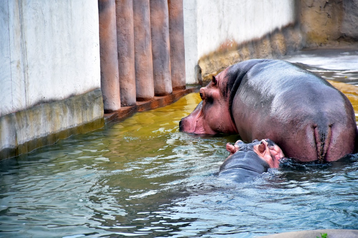水池緩坡上的青苔快速生長,讓河馬上岸有如走在溜滑梯上。圖為「菲忠」(前)與「娜竹忠忠」(後),台北市立動物園/提供