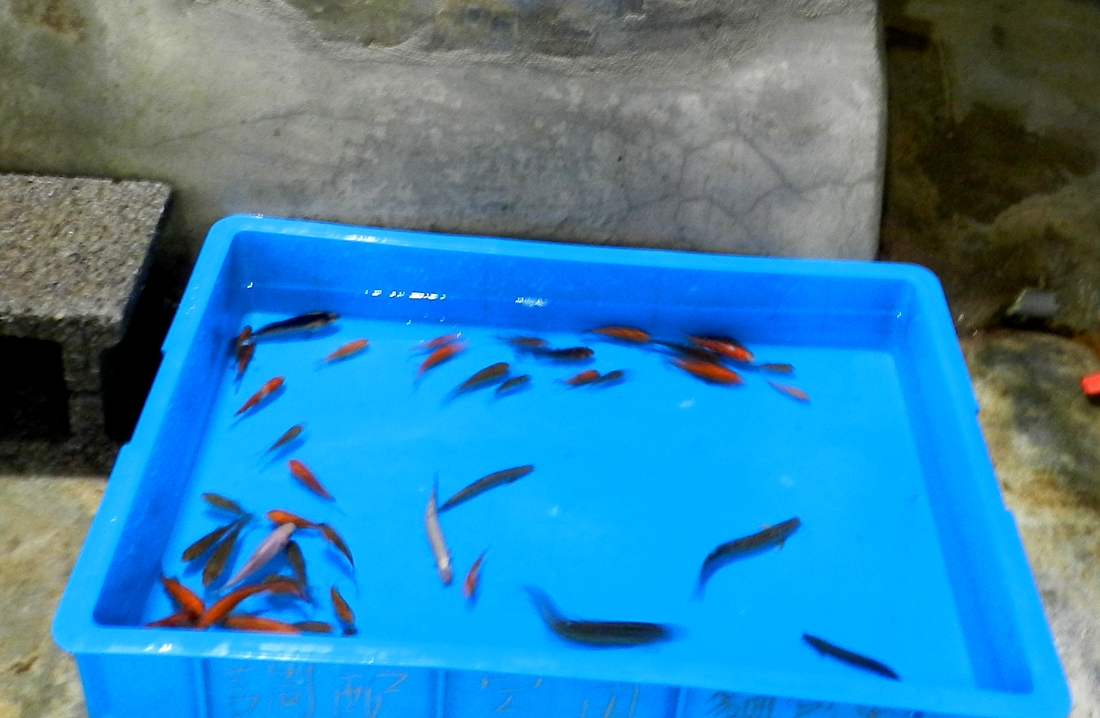 歐亞水獺寶寶學習捉活魚時使用的淺水盆。台北市立動物園/提供