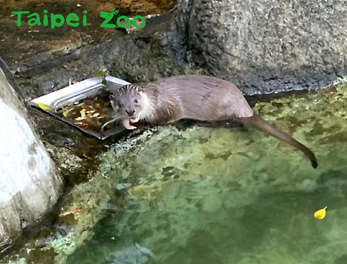 歐亞水獺「青嶼(雌)」出生於2019年3月9日,並於同年12月離開媽媽展開獨立生活。林宣足/攝
