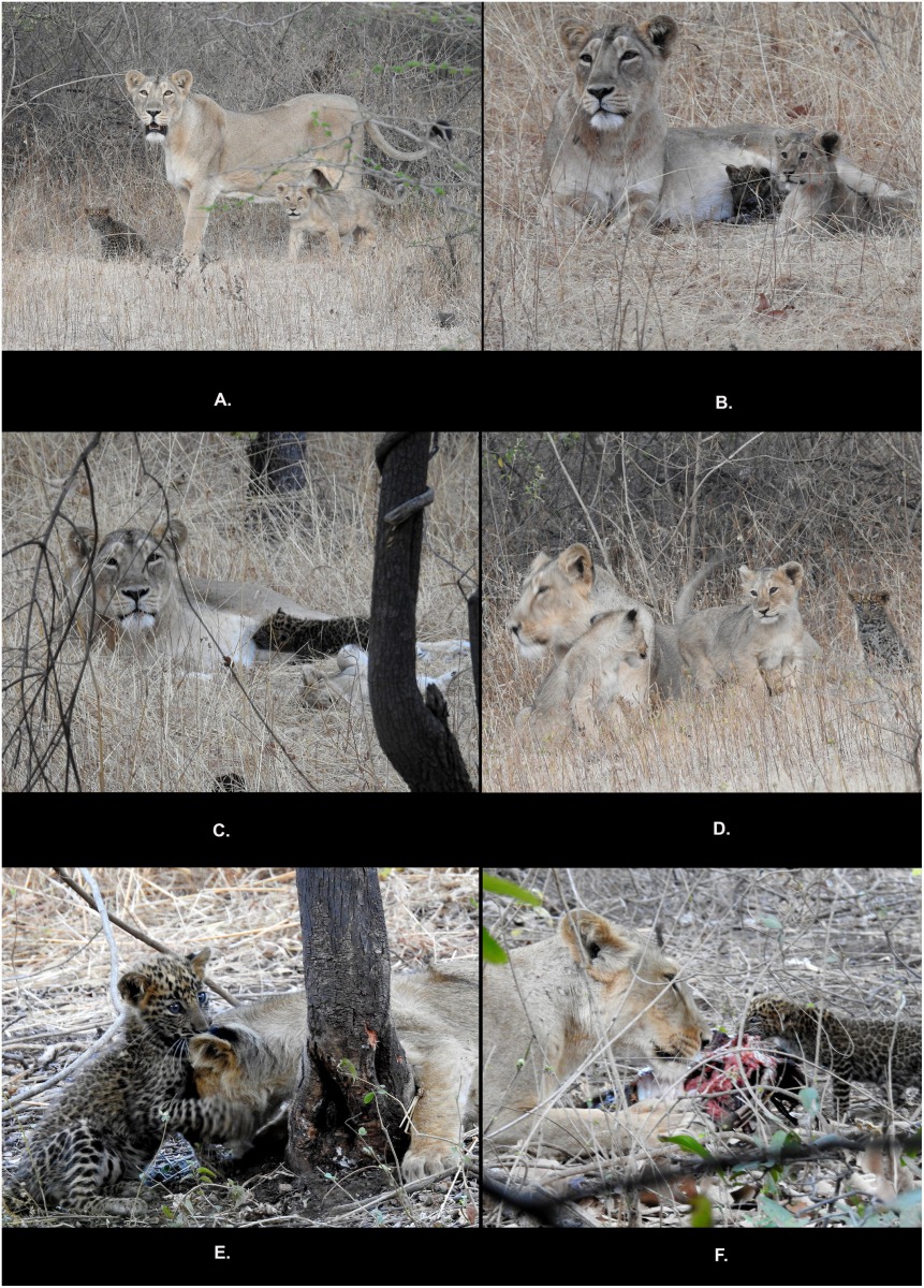 三隻幼獸一起玩耍,一起在母獅的懷中吸吮母獅提供的母乳,一同食用母獅捕獲的獵物,三獅一豹相處得十分融洽。Photo credit: Dheeraj Mittal