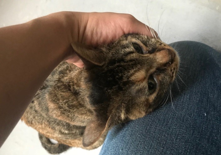 「咪兔」平常喜歡賣萌討抱。新北市動保處/提供