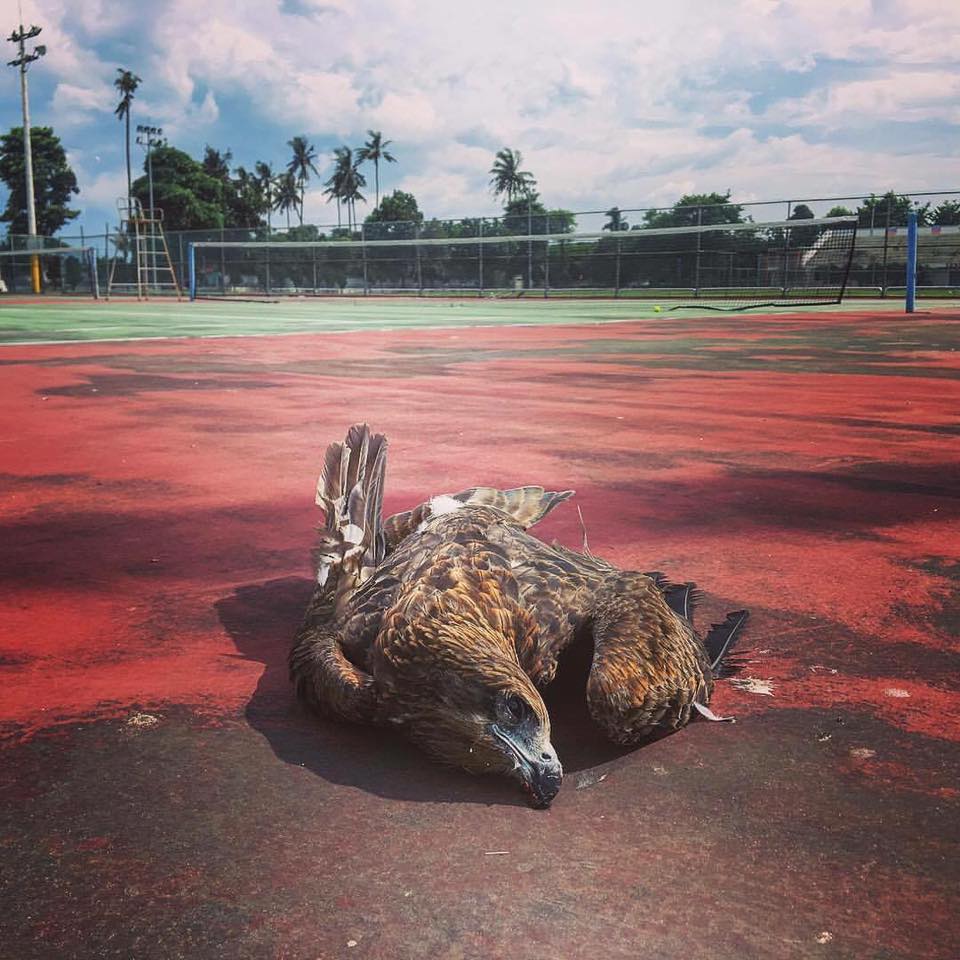 農藥加保扶與滅鼠劑竟是殺害黑鳶的兇手！圖中黑鳶體內同時驗出老鼠藥以及劇毒農藥加保伏，十分罕見。資料照，屏科大鳥類生態研究室/提供