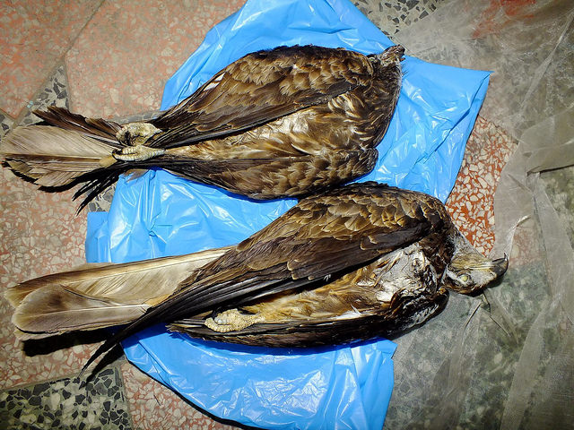 黑鳶如果吃到中毒的小型鳥類與小型哺乳類，將遭到二次毒殺。屏科大學鳥類生態研究室/提供