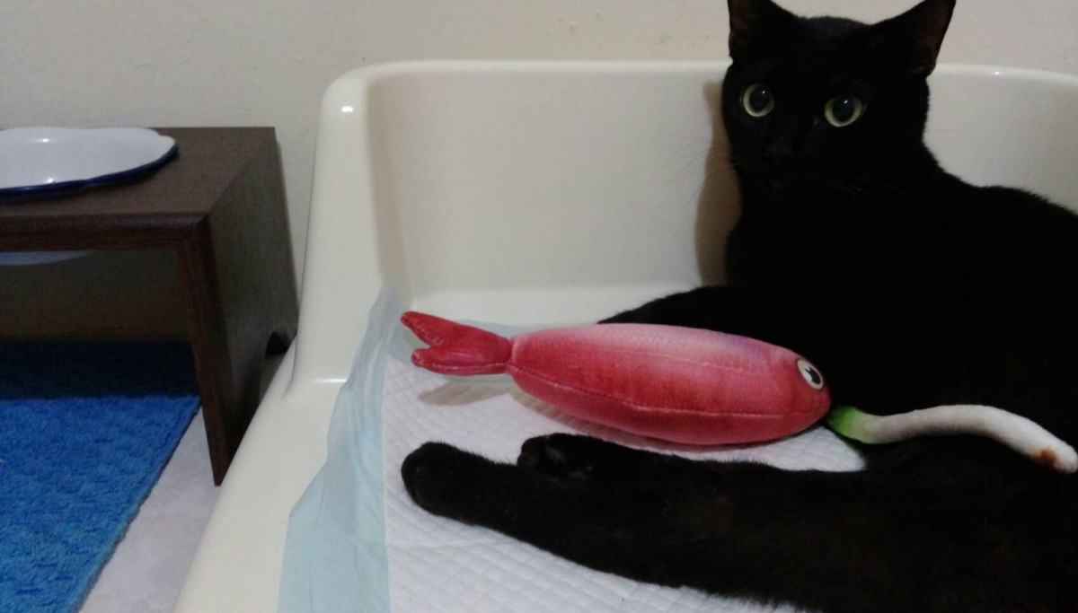 由於「瓔珞」活動不便,起居飲食都需要特別照護,圖為飼主為「瓔珞」鋪上看護墊以防尿液沾濕。新北市動保處/提供