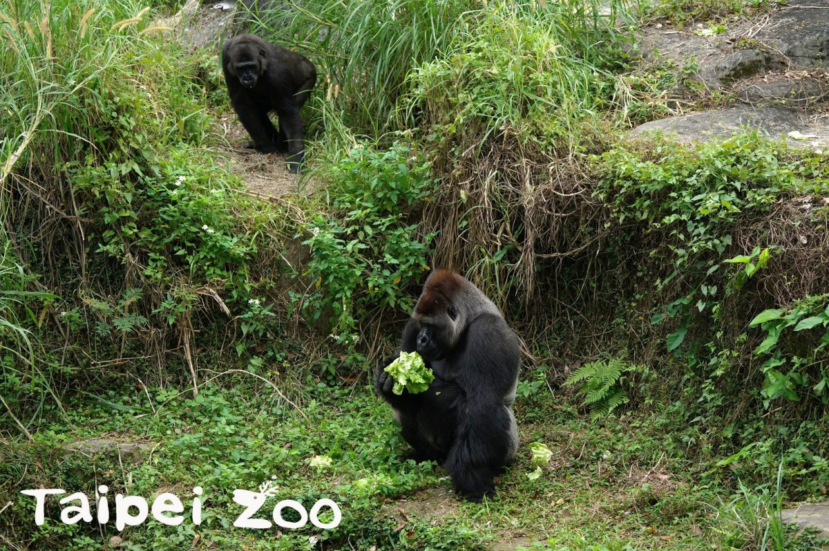 雌性金剛猩猩姊妹倆與雄性金剛猩猩「迪亞哥」相處融洽。前為金剛猩猩「迪亞哥」、後為「Iriki」。詹德川/攝,台北市立動物園提供