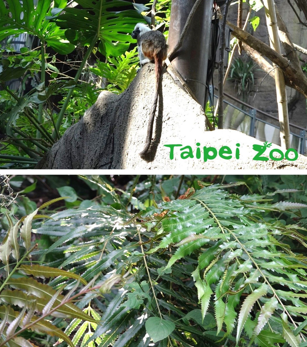 前些日子「小白」的尾巴意外被蕨類纏住。台北市立動物園/提供