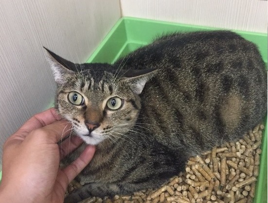 認養小棧的待養犬貓有成年個體也有幼貓又犬,牠們都非常適合近入家庭,只是缺乏被看見的機會。新北市動保處/提供