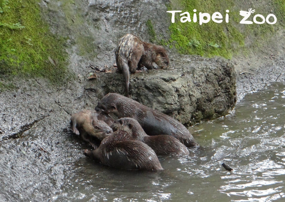 小爪水獺是群居動物,還沒成年的兄姊會幫忙照顧弟妹。台北市立動物園/提供