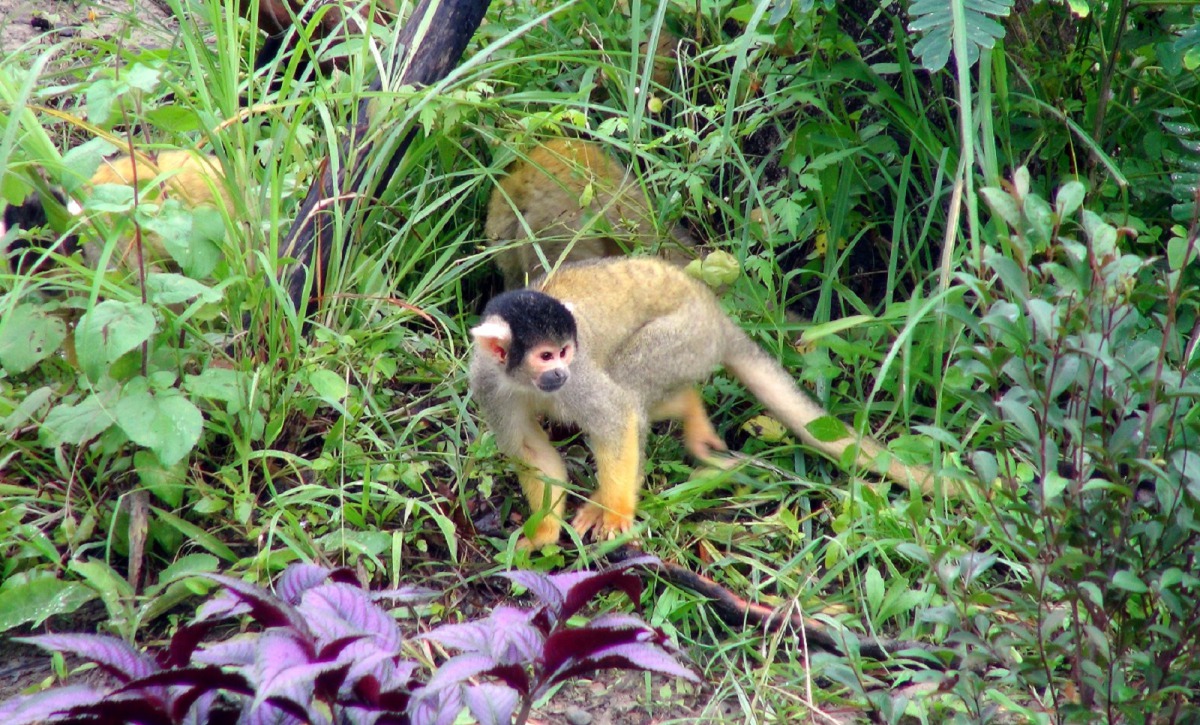 熱帶雨林新區的黑冠松鼠猴戶外活動場,採全開放空間設計,不會再有網籠阻隔視線。台北市立動物園/提供