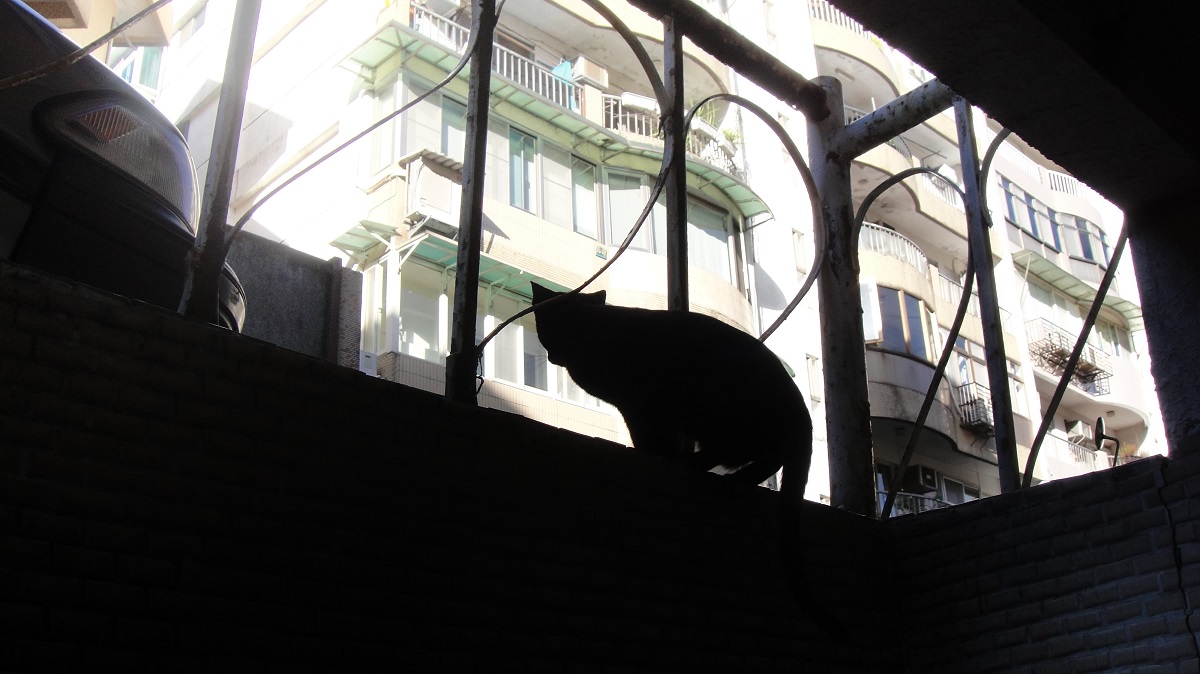 「時光台灣」紀錄短片《剪刀找貓》劇照。公共電視／提供