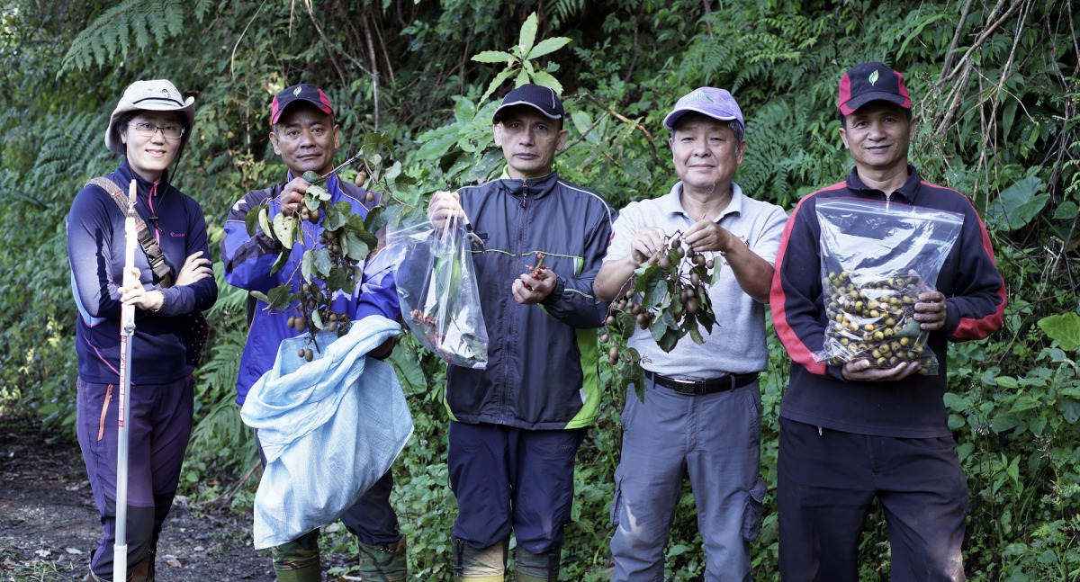 小熊回家動員許多公私人力，圖為林管處森林護管員採集食材。林務局/提供