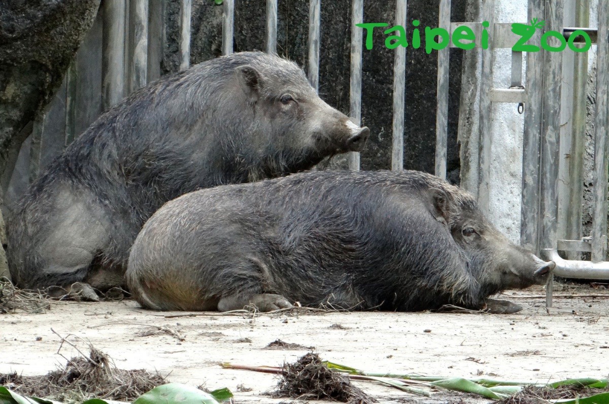「山茶」、「山櫻」姊妹等著向保育員「討摸摸」台北市立動物園/提供