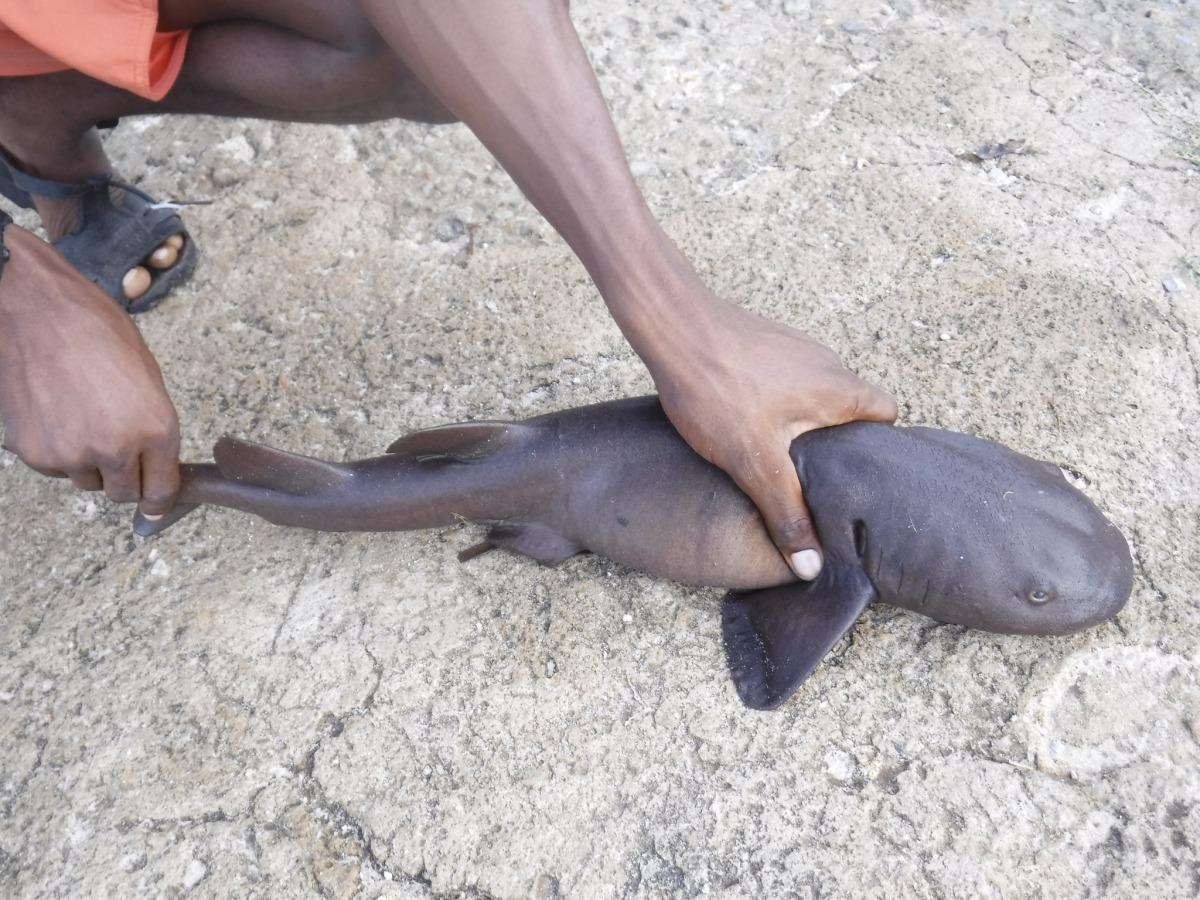 珊瑚礁是短尾護士鯊唯一的棲息地,但氣候變遷導致海水暖化,讓珊瑚礁消失也讓短尾護士鯊失去了家。圖片來源:mwamlavya