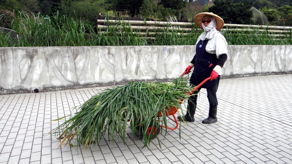 環境組阿姨會定期收割狼尾草，收集了滿滿一車之後，立刻就推過去讓河馬們享用。台北市立動物園/提供