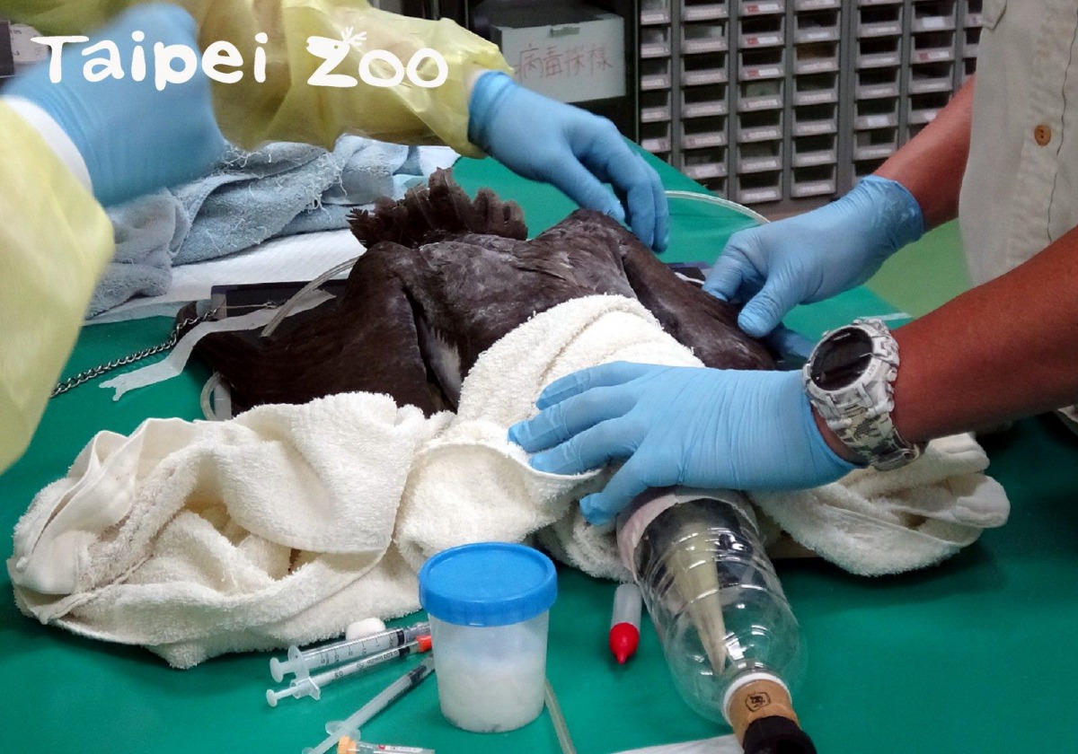 受傷的白腹鰹鳥雌鳥，接受獸醫師檢傷、照X光及抽血等理學檢查。台北市立動物園/提供