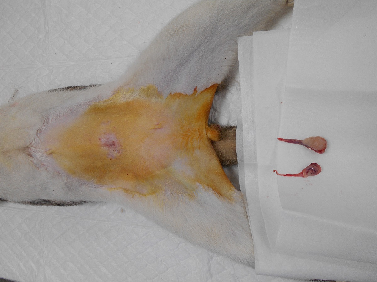 從腹腔內取出右側腹腔隱睪，右側睪丸明顯異於正常睪丸。新北市動保處/提供