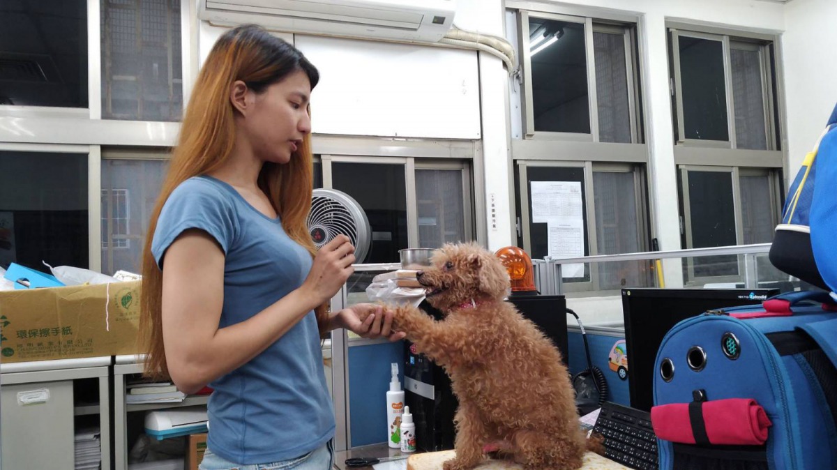 獸醫師們讓學生能在安全的環境下去接觸狗狗,同時幫學生們建立與狗狗互動的正確觀念。新北市動保處/提供