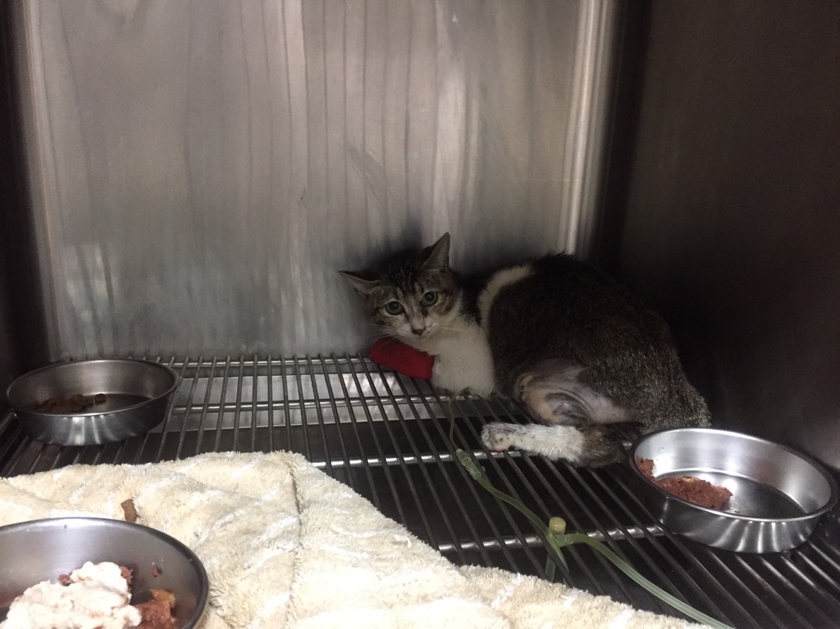   新北市動保處所收容的貓咪患有腎臟疾病，正在接受輸液治療。新北市動保處/提供