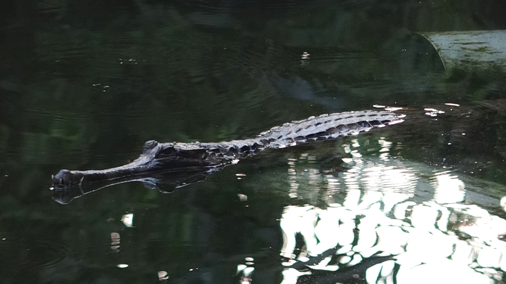 完美的保護色讓牠們看起來就像漂流木一樣，加上牠們個性謹慎，總是和人保持著一定的距離，保育員每日早晚的點名時間都變成眼力大考驗。台北市立動物園/提供
