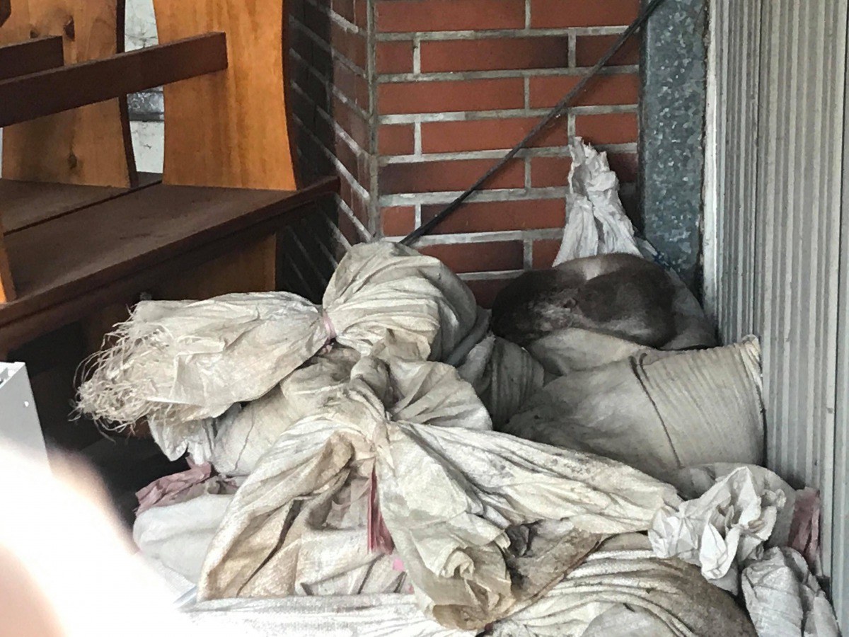 水獺誤闖飯店，並於沙袋上休息。董森堡、金門縣建設處/提供