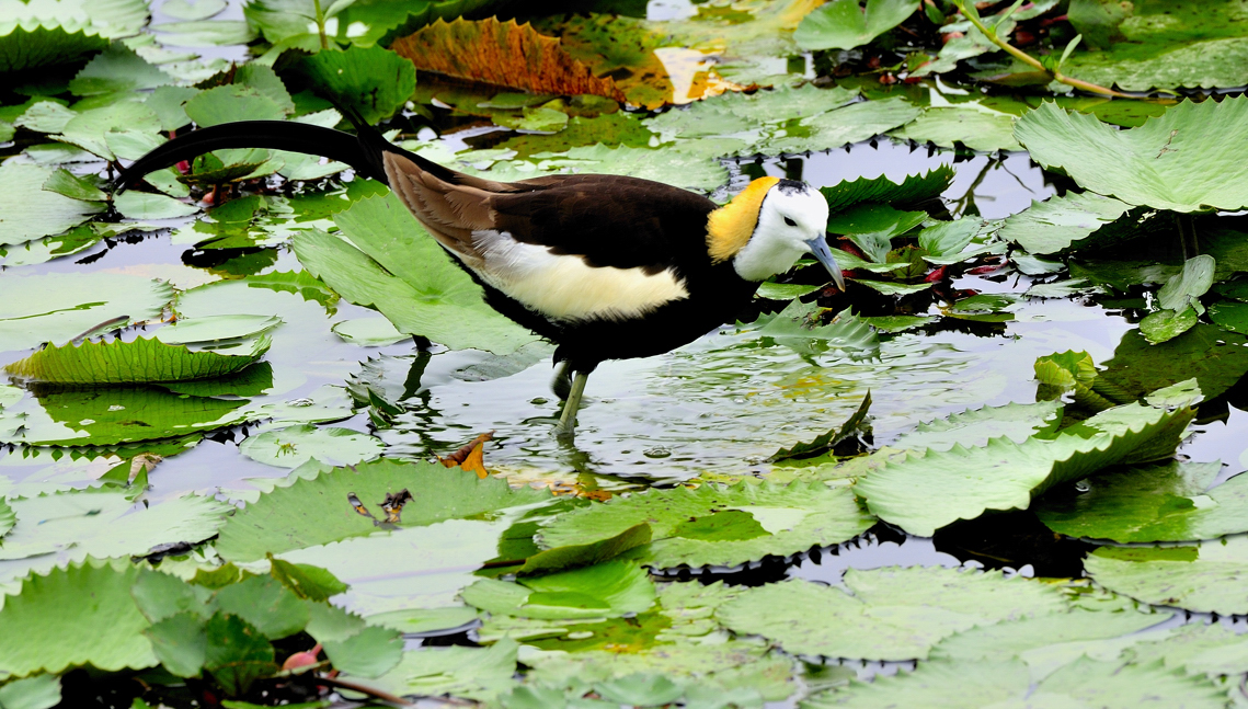 中華鳥會指出，棲地復育十分重要，民眾愛護野鳥不妨從關心棲地環境以及周邊的生物多樣性開始。圖為水雉，郭東輝/攝，中華民國野鳥學會/提供