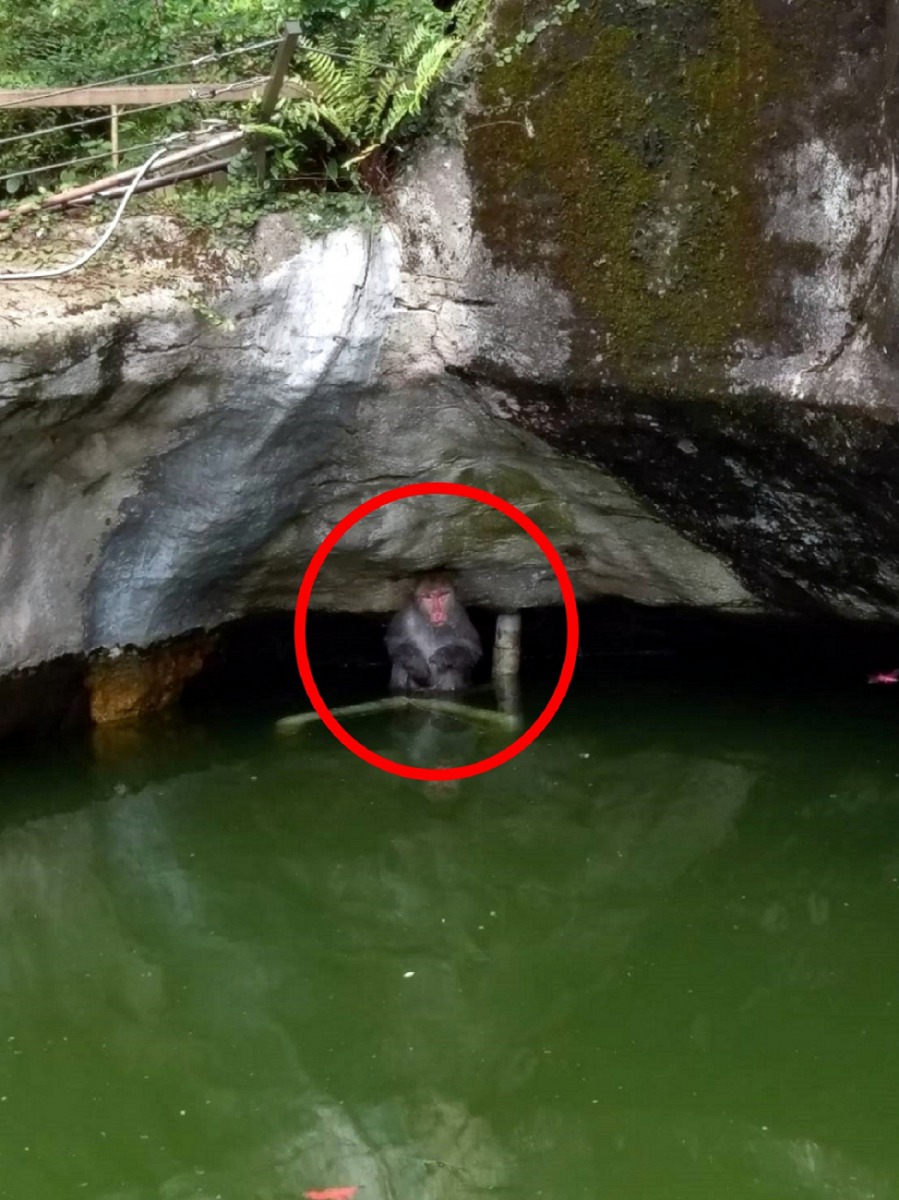 活動場的設計讓這隻野生公獼猴逃不出來，只能躲在護城河中。台北市立動物園/提供