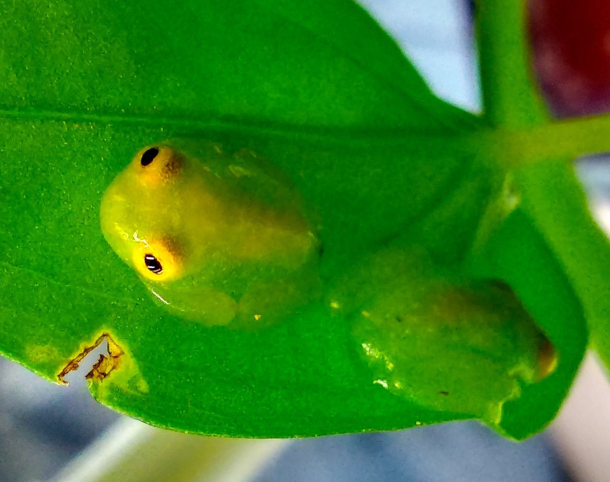 俗稱「玻璃蛙」的「弗氏玻璃蛙 (Hyalinobatrachium fleischmanni)」首次繁殖了蛙寶寶。台北市立動物園/提供