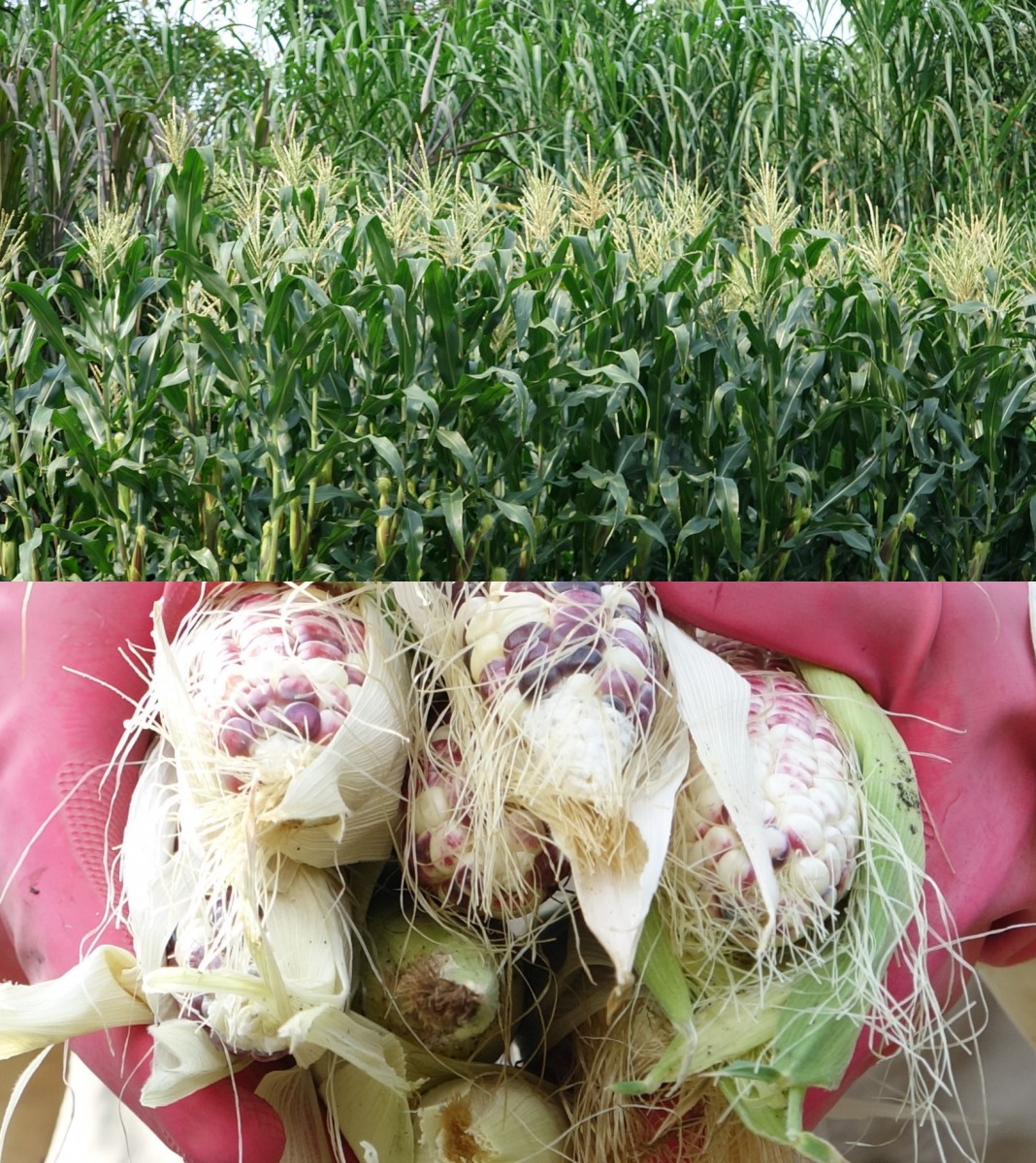 台北市立動物園的可食地景「糯玉米」大豐收！台北市立動物園/提供