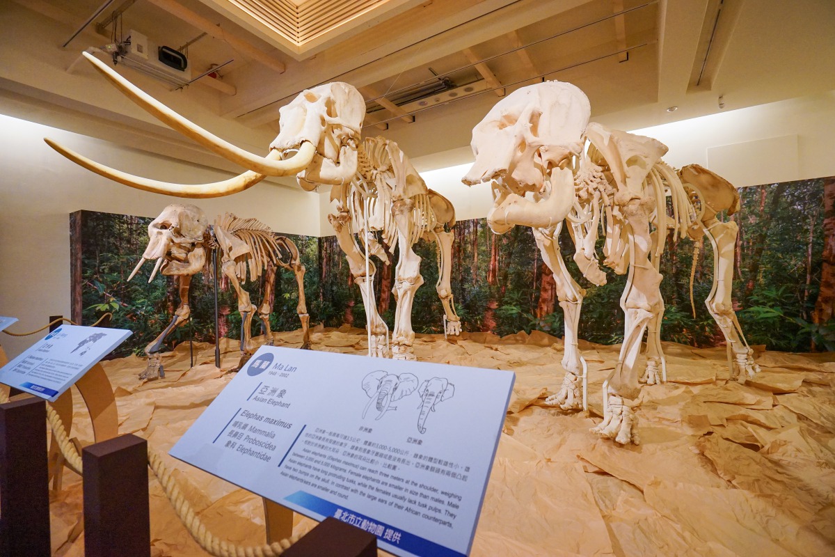 「大象保育暨尊親敬老活動」起源於1983年為大象林旺爺爺的慶生活動,圖為臺博館「小心!象出沒!」所展示的大象明星阿沛、林旺及馬蘭。資料照,臺博館/提供